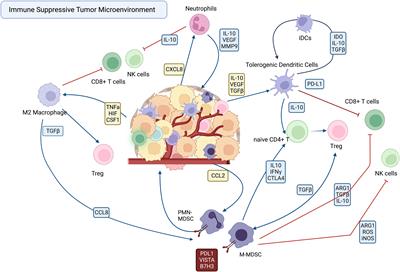 Strategies to overcome myeloid cell induced immune suppression in the tumor microenvironment